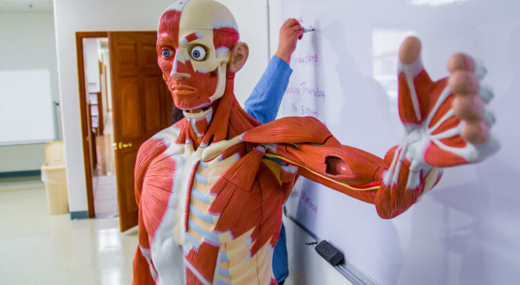 WM301 Anatomy and Physiology I